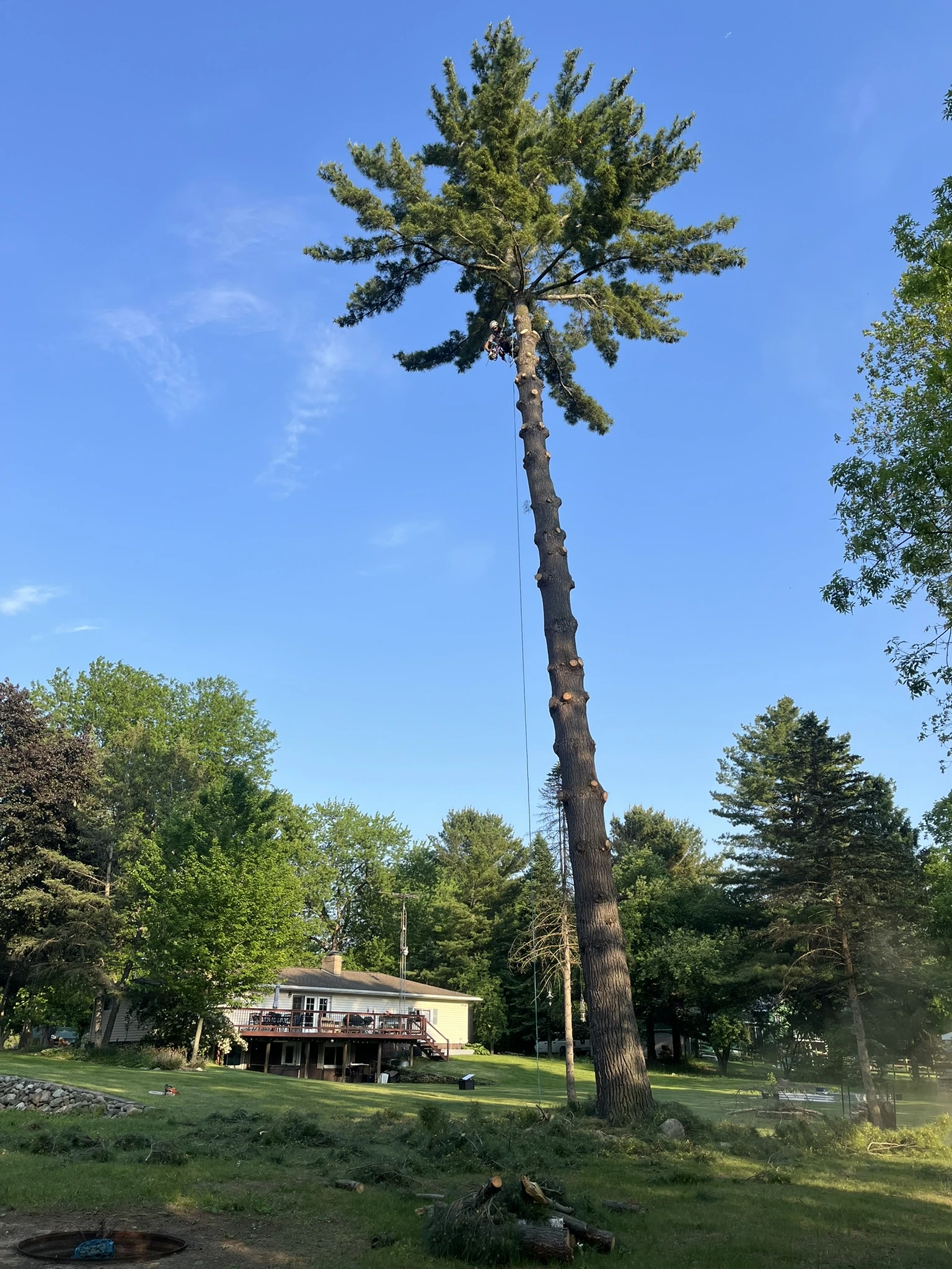A tree climber secured high on a trimmed trunk